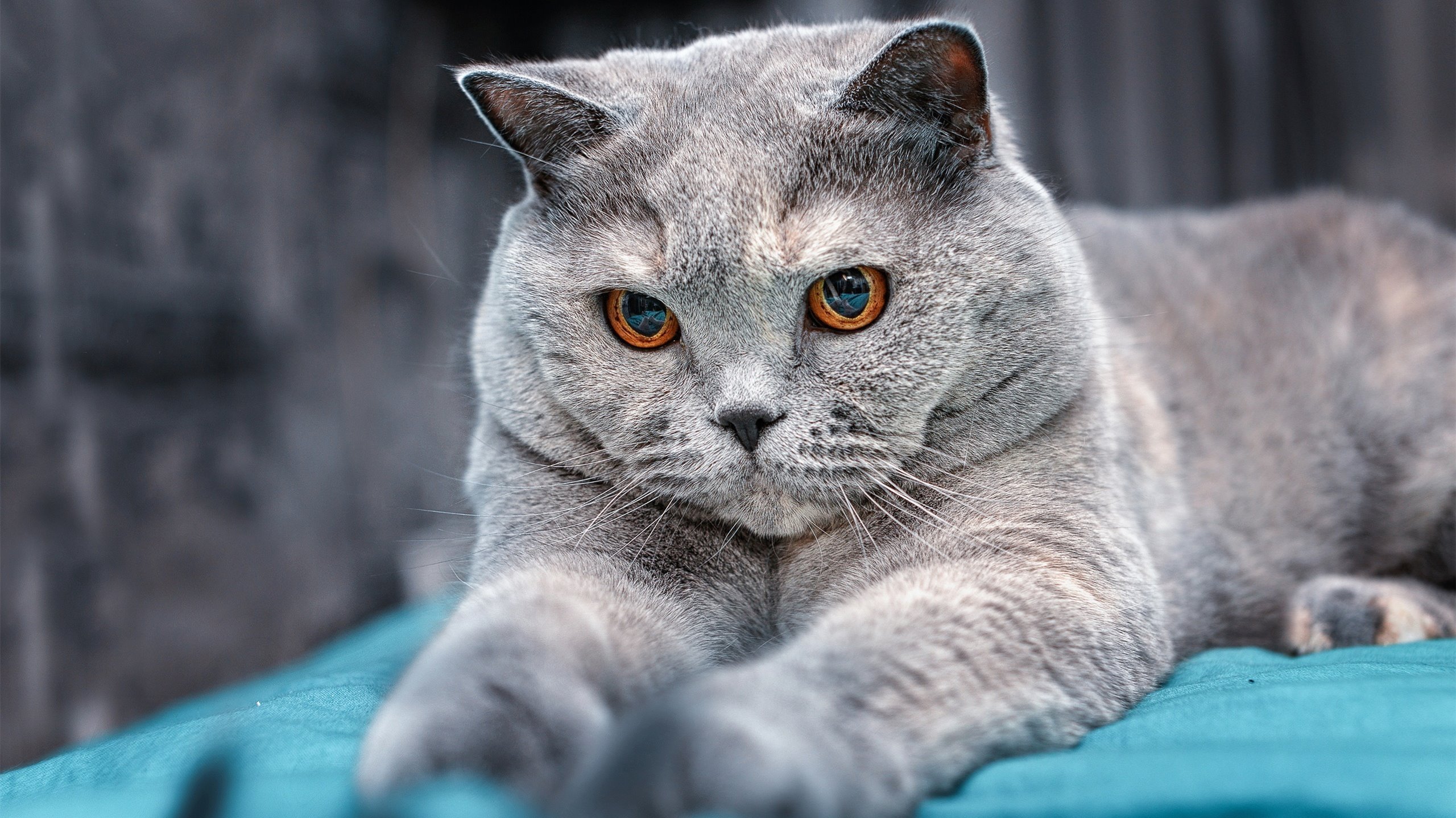 kaiyun.com-【水手队状态回暖】从连续失利到连胜五场，水手水手