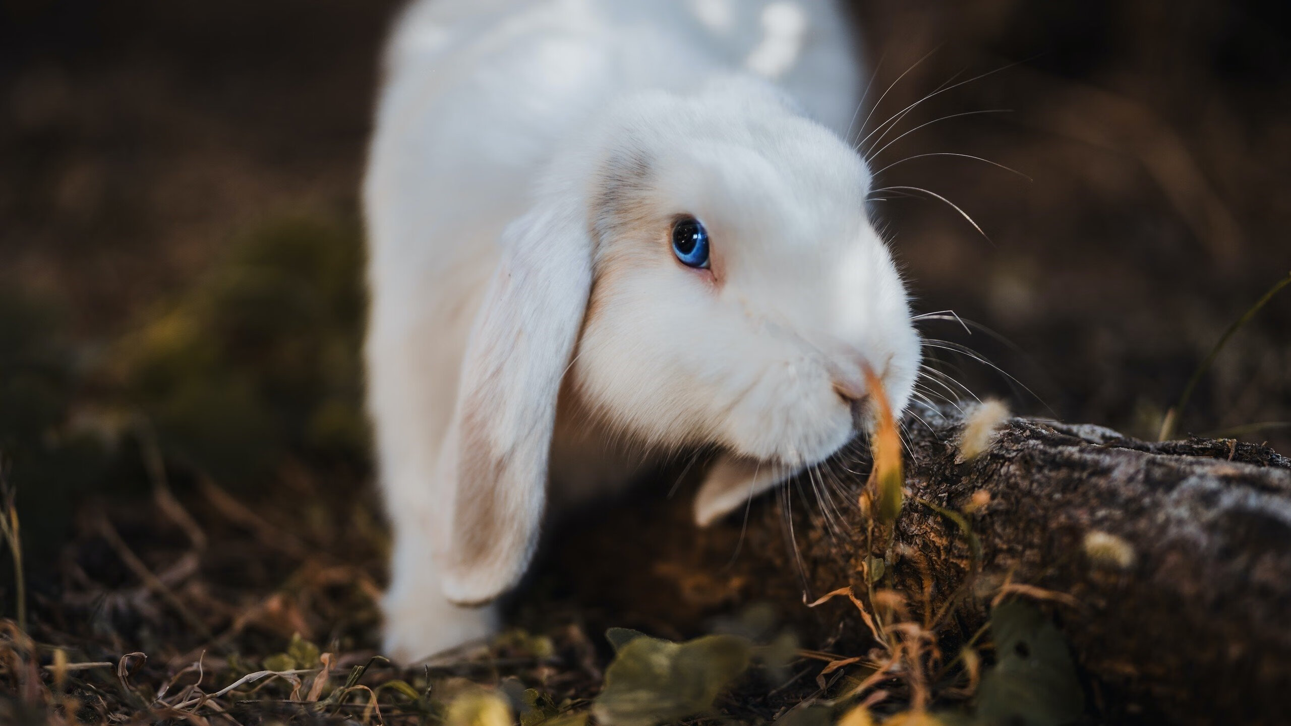 传统民族溜溜球竞技，展现民间技艺与运动魅力，溜溜球的基本知识