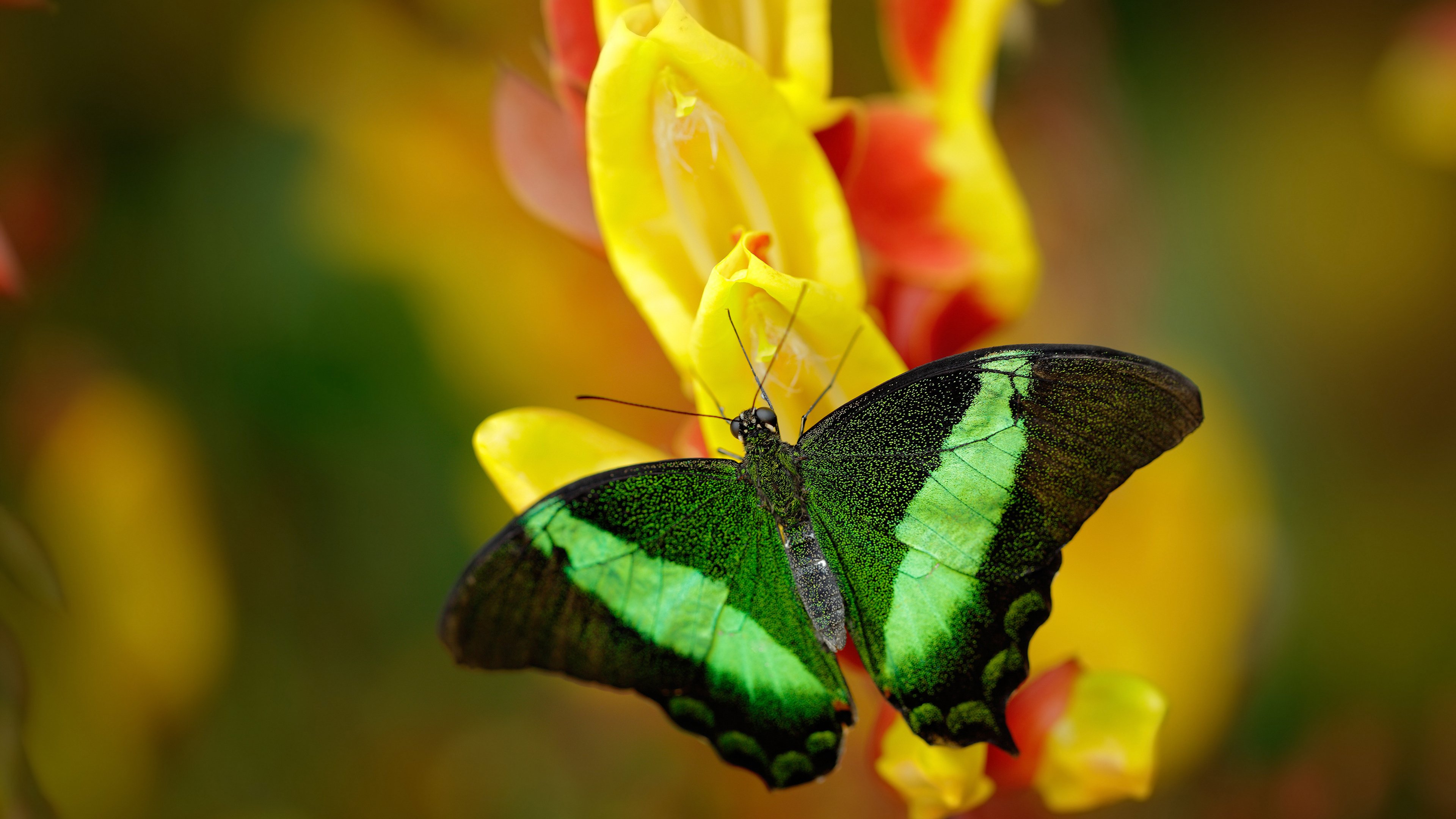 开云·体育全站登录地址-全场助攻：北京队助攻达到22次，展现团队篮球精髓，北京男篮引援
