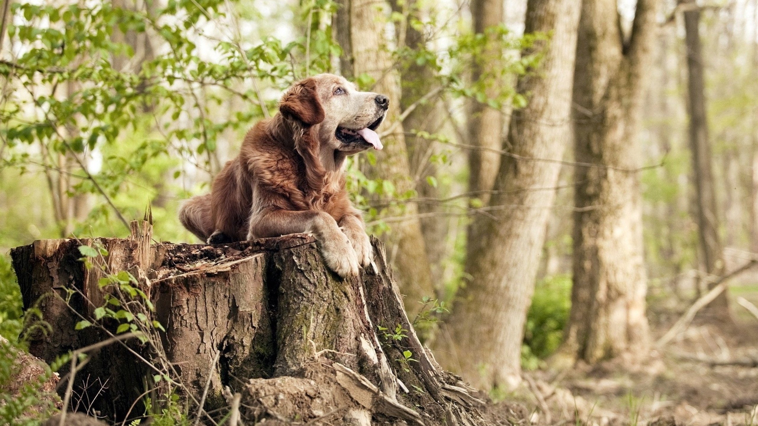 全场助攻:北京队助攻达到22次,展现团队篮球精髓,北京男篮引援