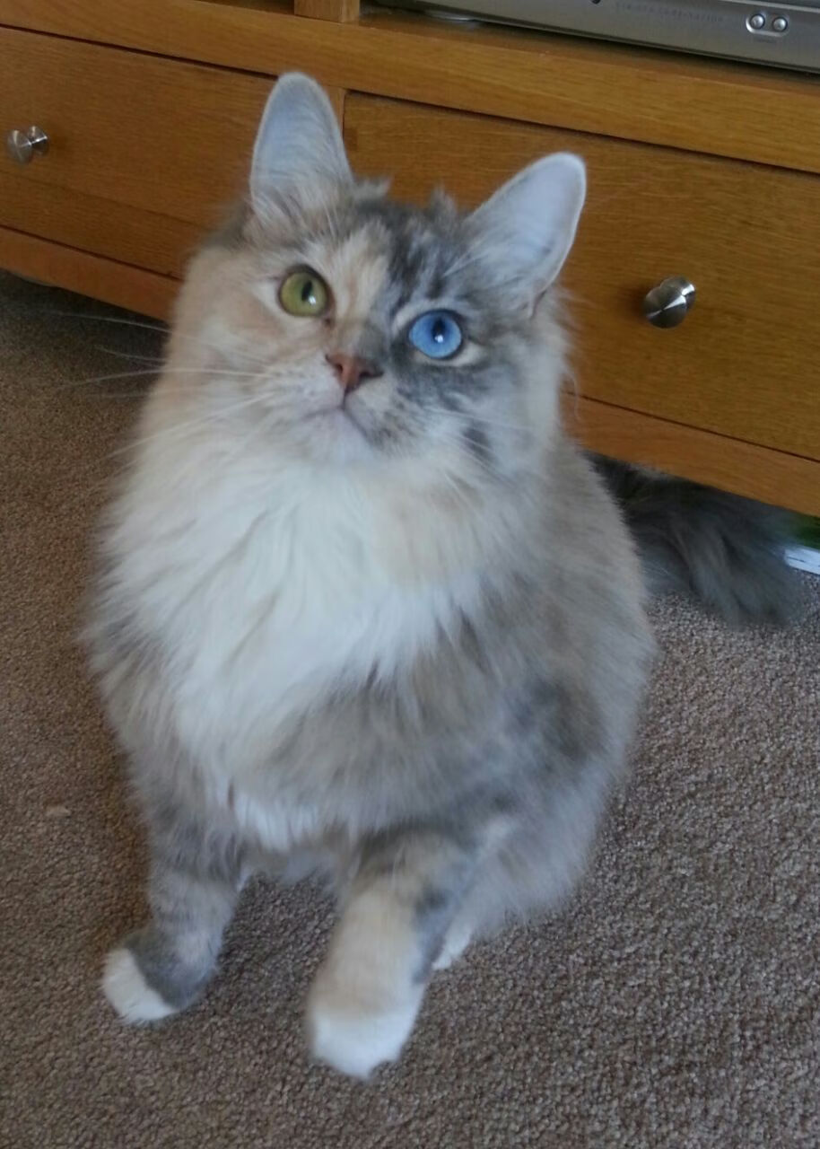 四分马拉松，短距离跑者的极速冲刺，四分马拉松多少公里多少米