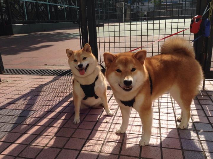 KAIYUNAPP-智能硬件和高科技设备：开启篮球新体验，智能篮球app